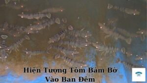 Hiện Tượng Tôm Bám Bờ Vào Ban Đêm