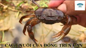 Cách Nuôi Cua Đồng Trên Cạn