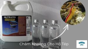 Châm Khoáng Cho Hồ Tép