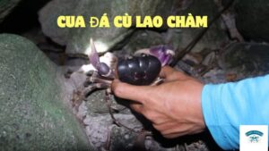 Cua Đá Cù Lao Chàm