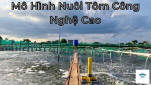 Mô Hình Nuôi Tôm Công Nghệ Cao