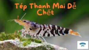 Tép Thanh Mai Dễ Chết