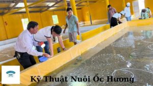 Kỹ Thuật Nuôi Ốc Hương