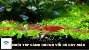 Nuôi Tép Cảnh Chung Với Cá Bảy Màu